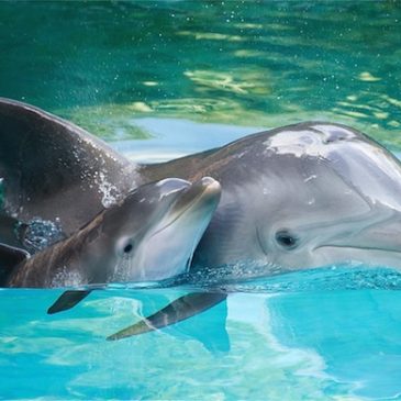 Animal de poder (Delfín)